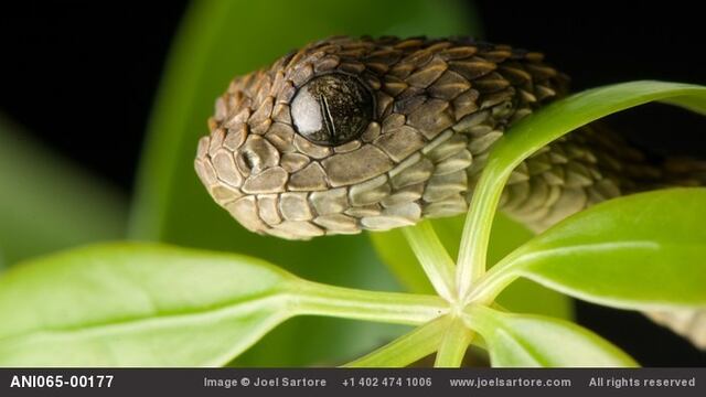 Atheris Hispida, una serpiente letalmente hermosa.