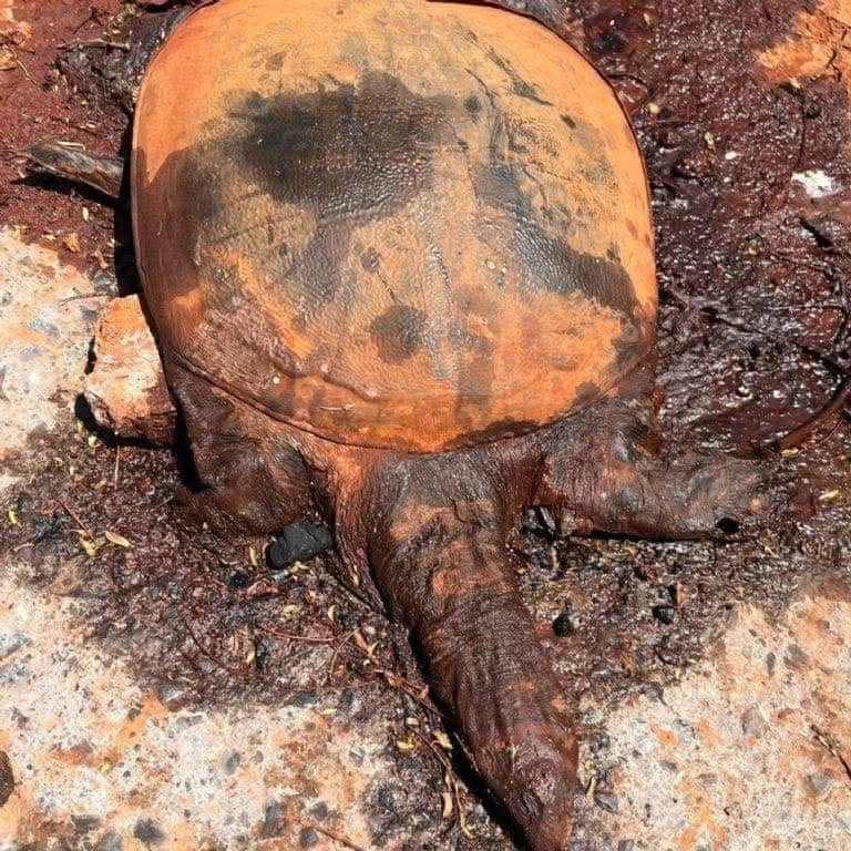 Ternium Churubusco: claves para entender la suspensión de Profepa