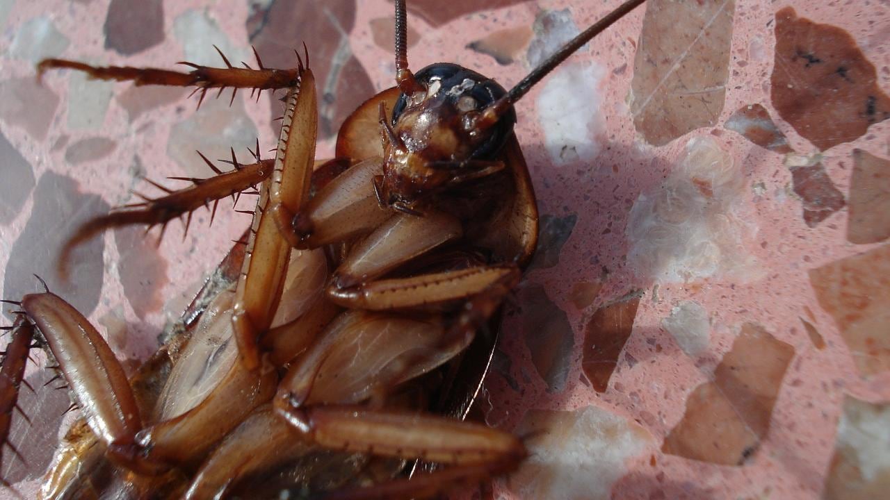 Cucaracha