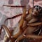 Met Gala 2023: Una cucaracha irrumpe en la pasarela de las estrellas (VIDEO)