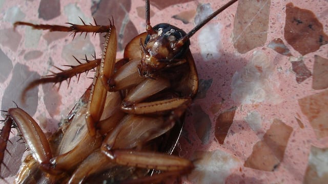 Cucaracha