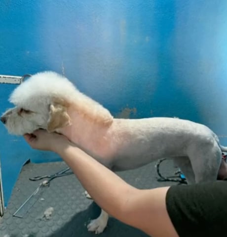 Corte de Peso Pluma llegó a los perritos