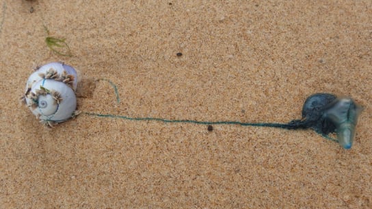 Bluebottle, el extraño animal
