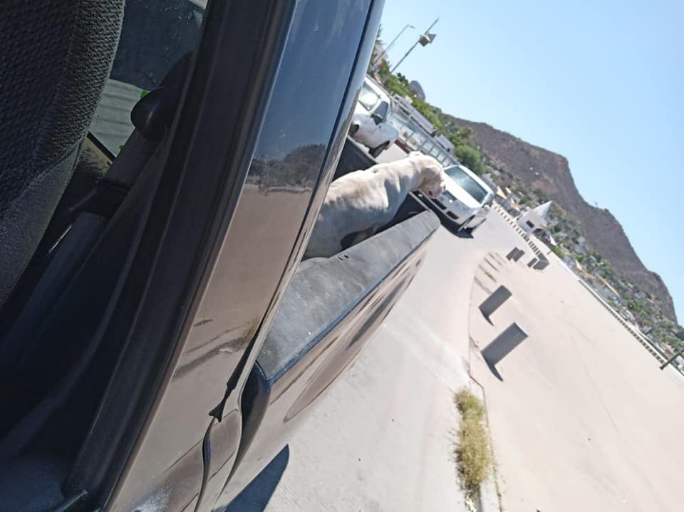 Perrito Mace