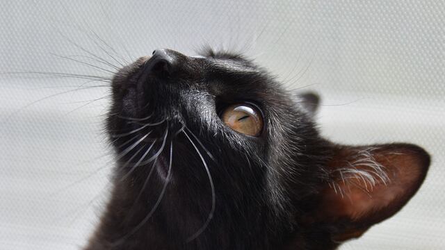 Una gata pasó 20 minutos en una lavadora en marcha.