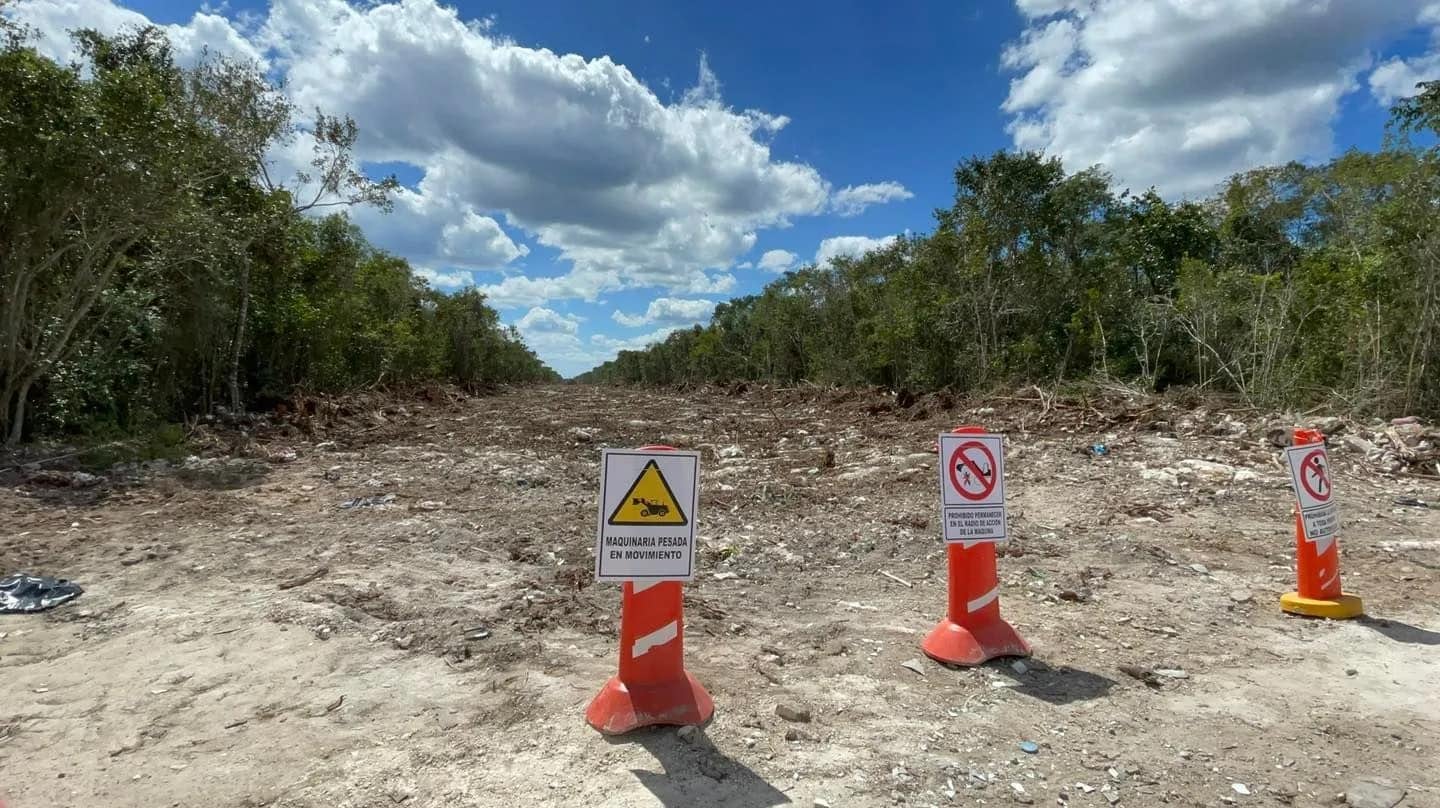 Moce Yax Cuxtal denuncia tala de árboles en nuevo tramo del Tren Maya