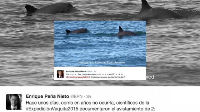 La vaquita marina es el cetáceo más pequeño del mundo y también la especie con más alto riesgo de desaparecer.