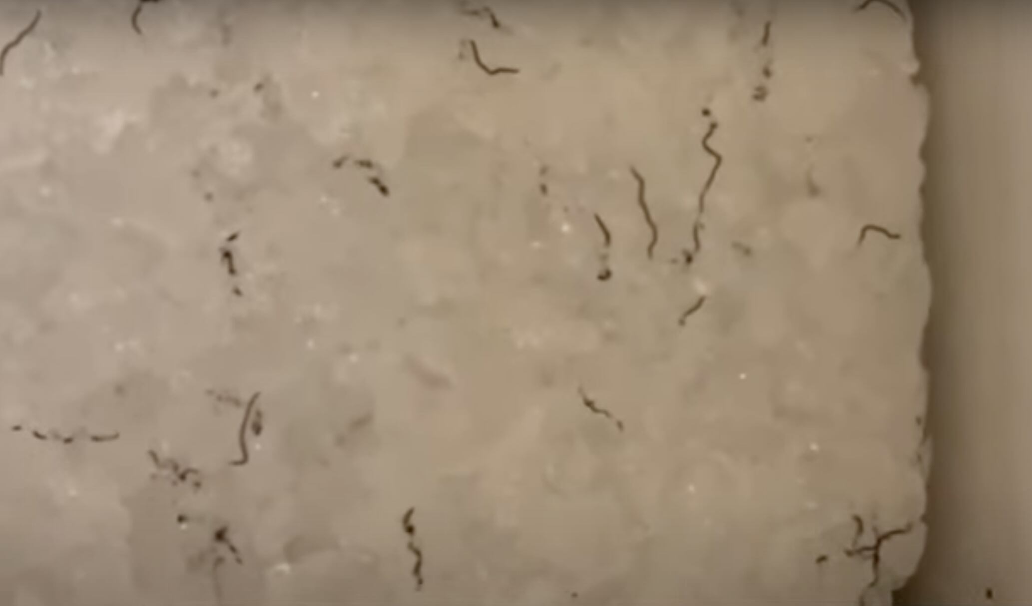 Gusanos de los glaciares