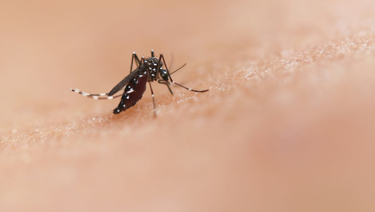 Virus Oropouche se transmite por medio de la picadura de un mosquito