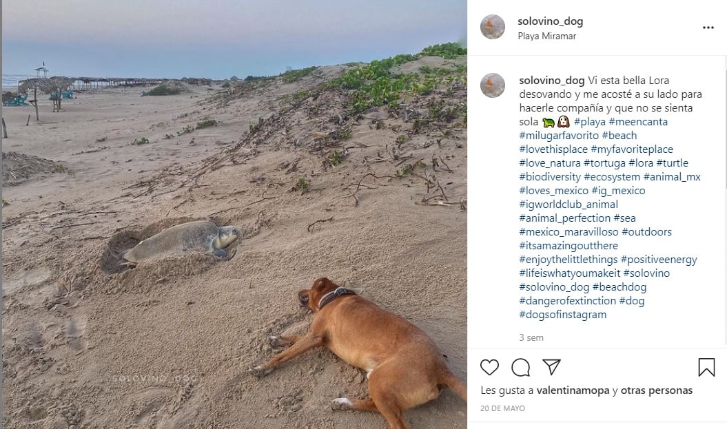 El perrito Solovino ayuda a las tortugas a desovar y llegar al mar