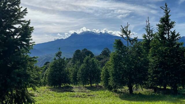 Árboles de Navidad naturales