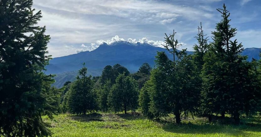 Árboles de Navidad naturales