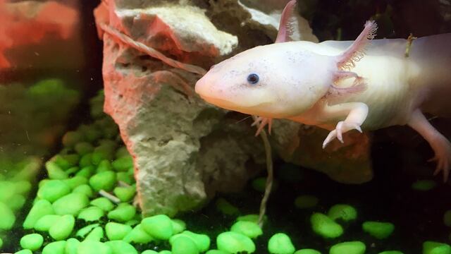 Te decimos el paso a paso para adoptar un ajolote con la UNAM