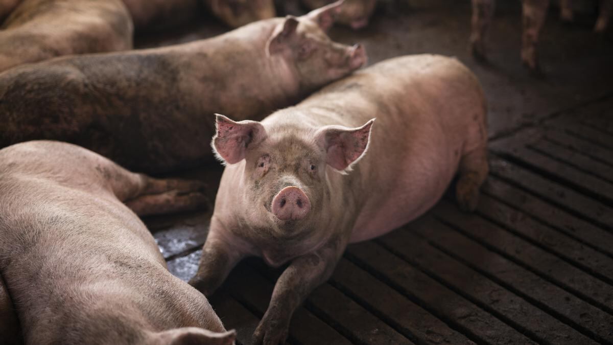 Detectan el primer caso humano de gripe porcina en Reino Unido