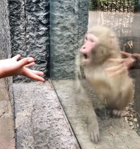 Mono queda impactado con truco de magia