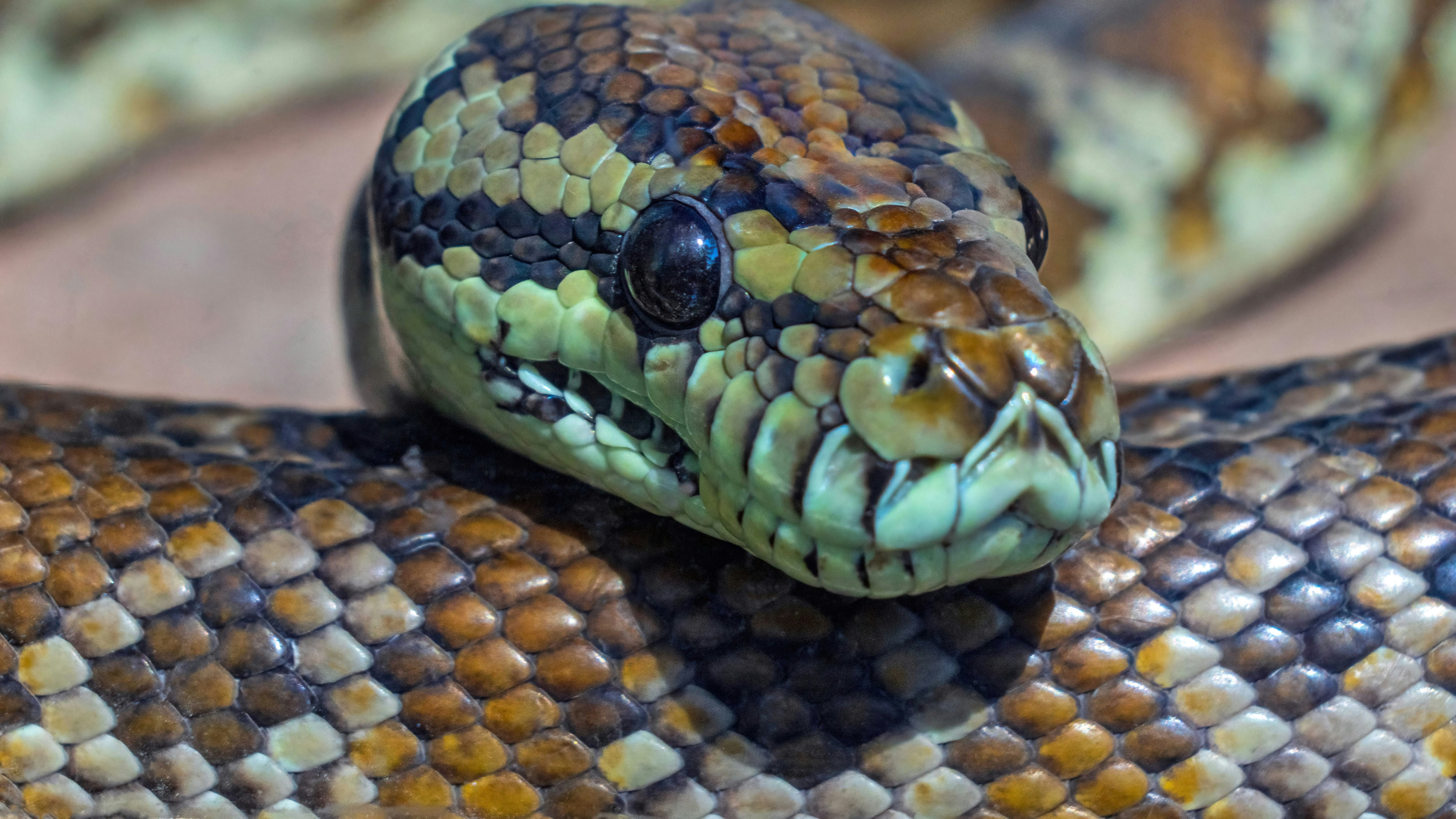 7 dibujos de serpientes: Plantillas para imprimir y colorear por el Día de la Serpiente