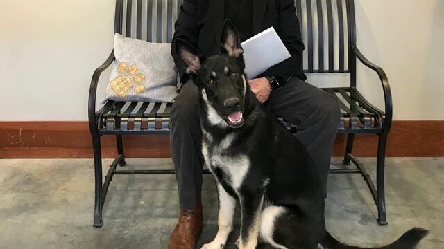 Major, el perro de la familia Biden