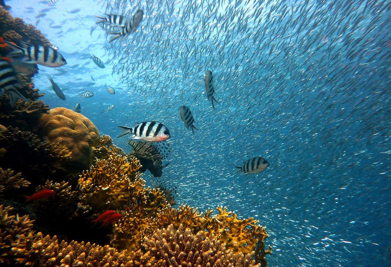 Coral