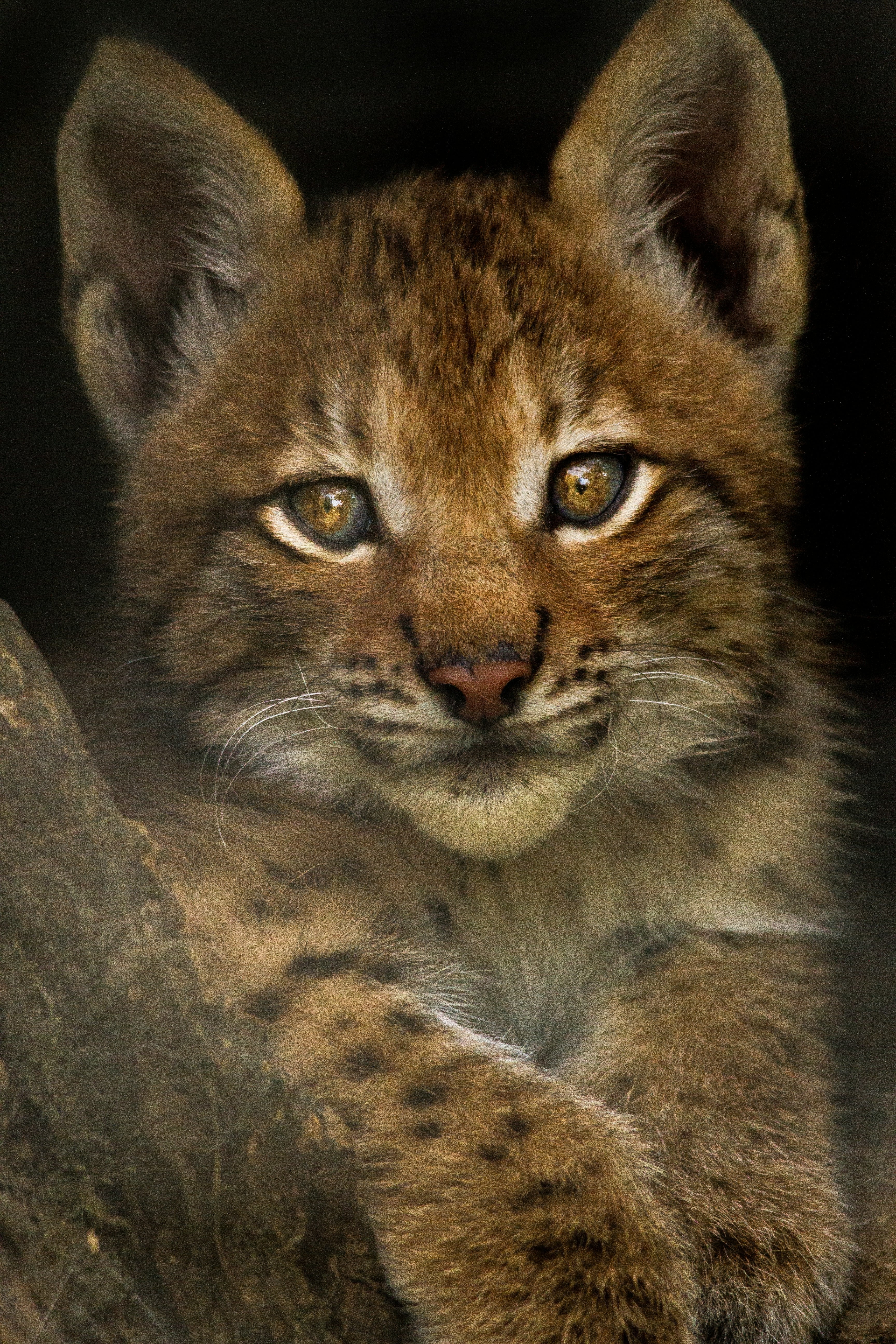 Este 12 de diciembre es el Día Internacional del Lince Ibérico