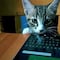 Graban video protagonizado por gatos con un Lumia 930