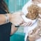 ¡Feliz Día del Veterinario! 12 frases bonitas para felicitarlos el 17 de agosto