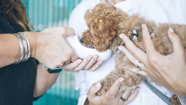¡Feliz Día del Veterinario! 12 frases bonitas para felicitarlos el 17 de agosto