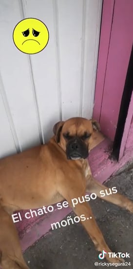 Perro lleva a sus amigos con su adoptador.