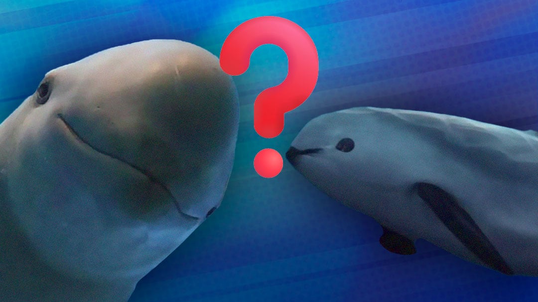 ¿Cuántas vaquitas marinas quedan en el mundo? La cifra te hará perder la fe en la humanidad