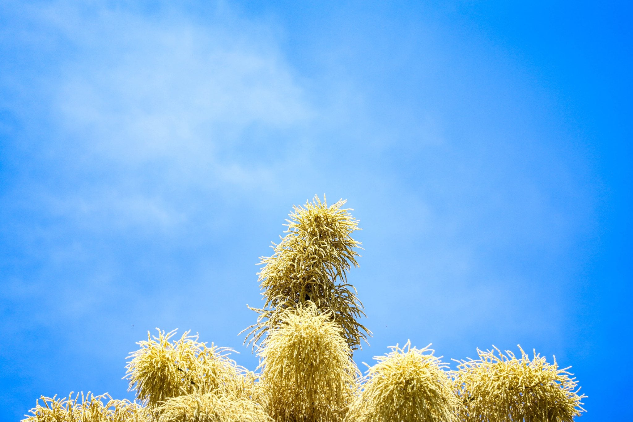 Palma Talipot: Jardín Botánico de Culiacán