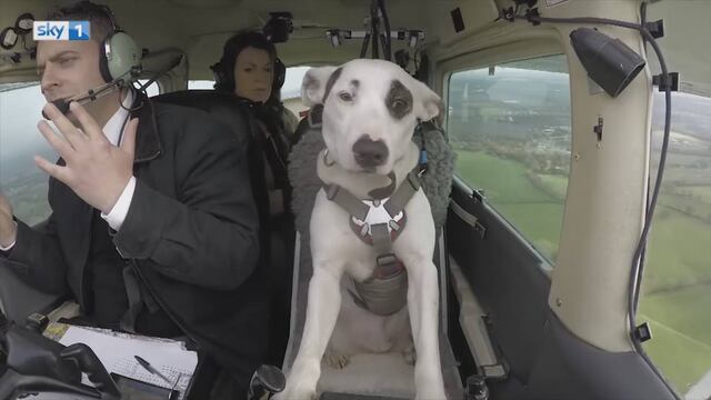 Perros pilotos