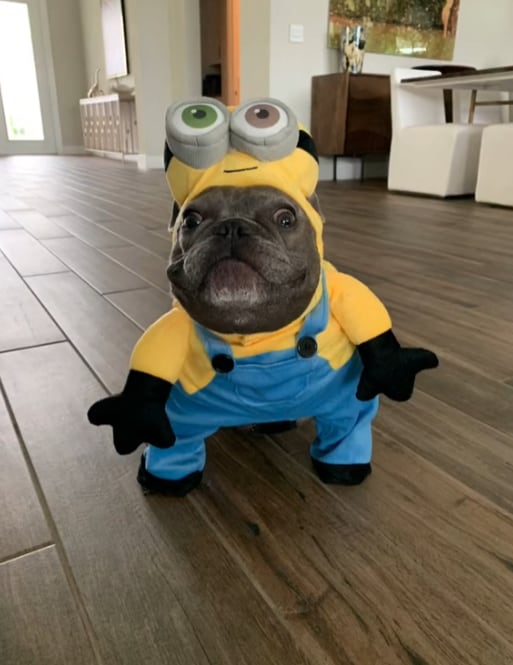 Disfraces de Halloween para perro