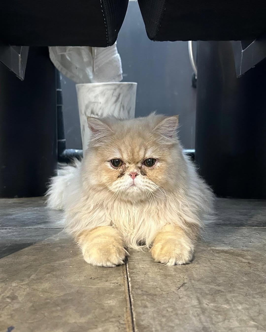 Gato de Pamela Voguel.