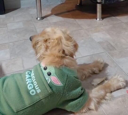 Perrito reacciona al escuchar ‘Qué agonía’