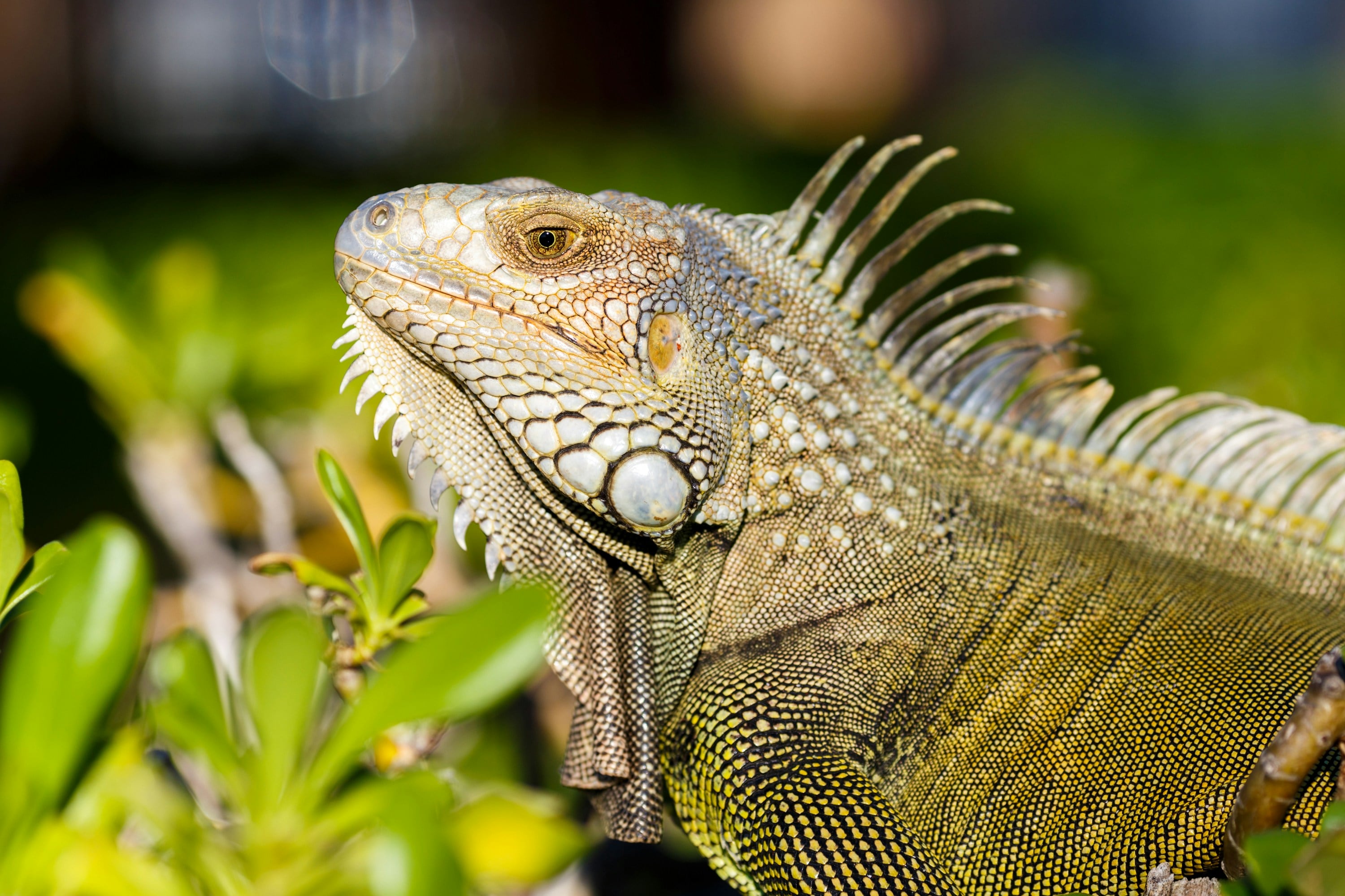 Este 14 de agosto es el Día Mundial del Lagarto