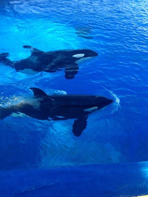 Orcas, imagen ilustrativa