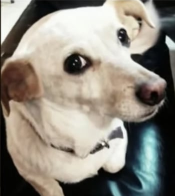 Porota, perrita bombera