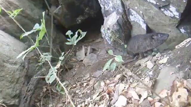 Damanes arborícolas