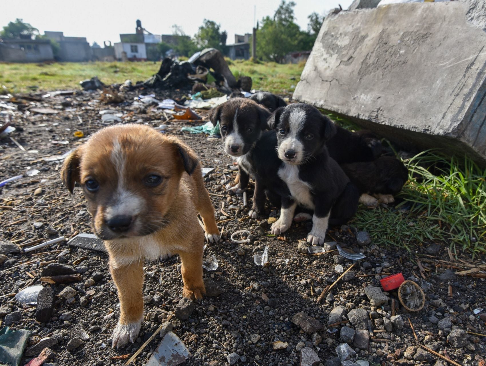 7 de cada 10 perritos no tienen hogar en México