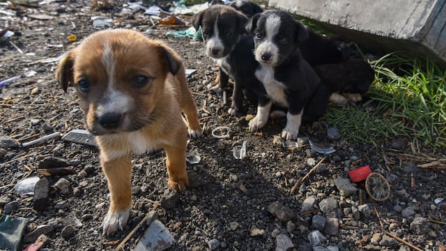 Perritos sin casa o "callejeros"