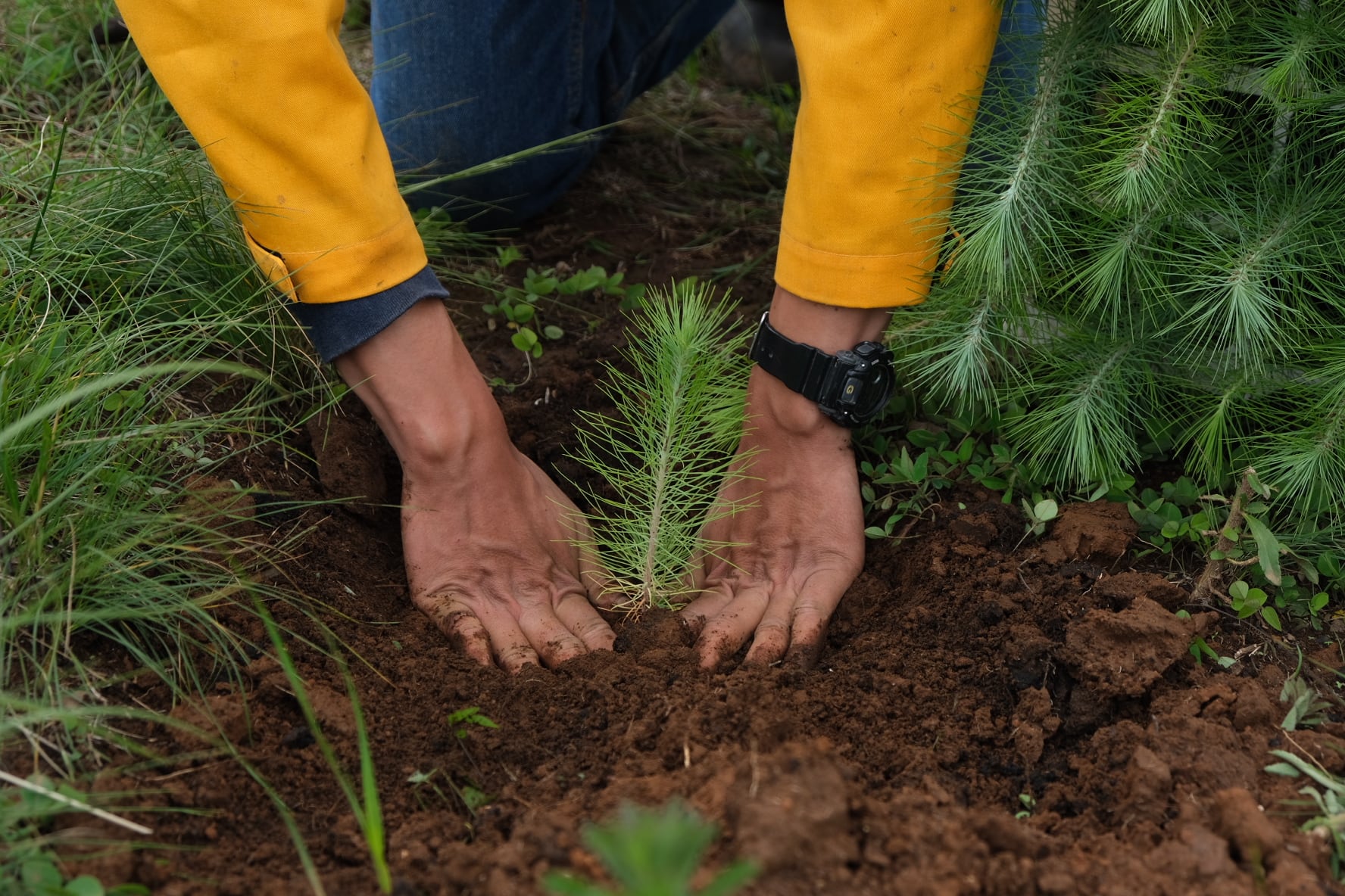 Reforestación
