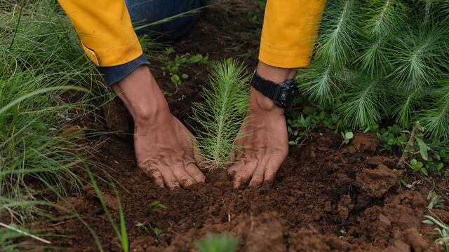 Jornada de reforestación