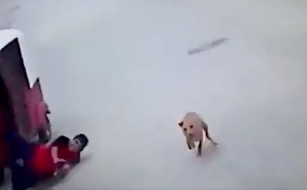 Perro atropella a un mototaxi
