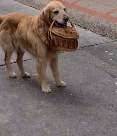 Perro con mandado