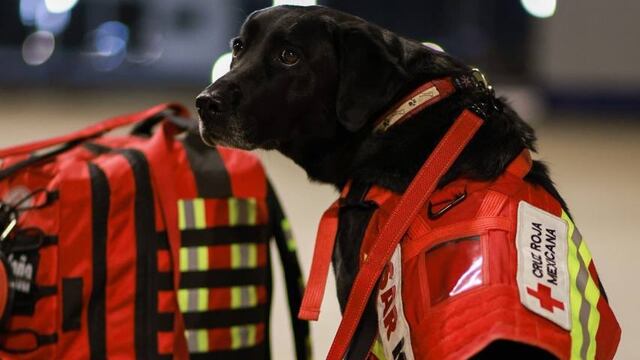 Perritos rescatistas de la Cruz Roja Mexicana viajan a Turquía