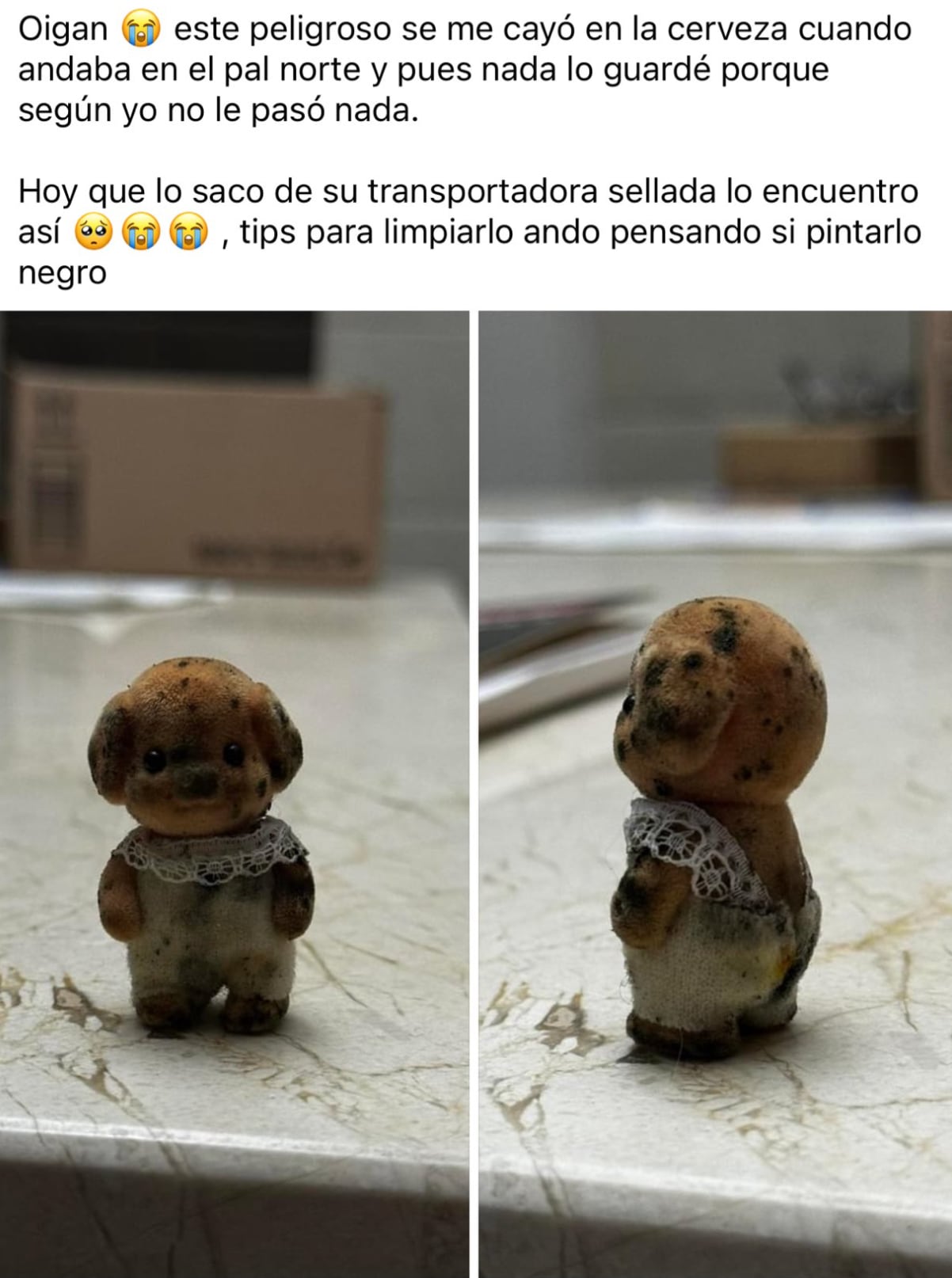 Ternurín lleno de hongos