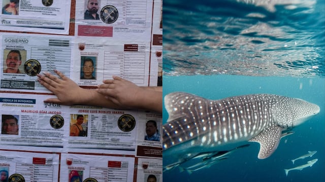 Este 30 de agosto se conmemora el Día de los Desaparecidos en México y el Día Internacional del Tiburón Ballena