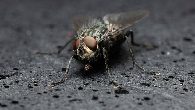 Alrededor de 150 larvas fueron encontradas vivas en la nariz de un hombre de Florida