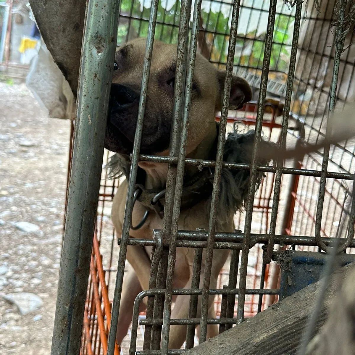 Criadero clandestino de perros, Nuevo León