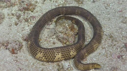 Australia: Encuentran a serpiente marina venenosa que se creía extinta