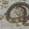 Australia: Encuentran a serpiente marina venenosa que se creía extinta